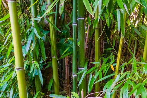 Cost of Bamboo Trimming in Lithonia