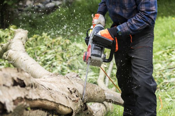 Cost of Branch Removal Service in Lithonia