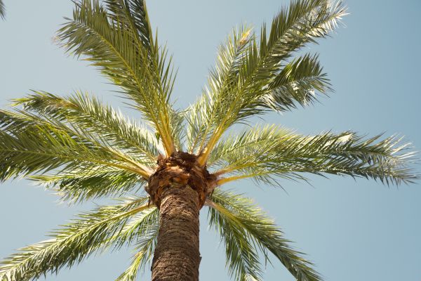 Palm Tree Pruning in Lithonia