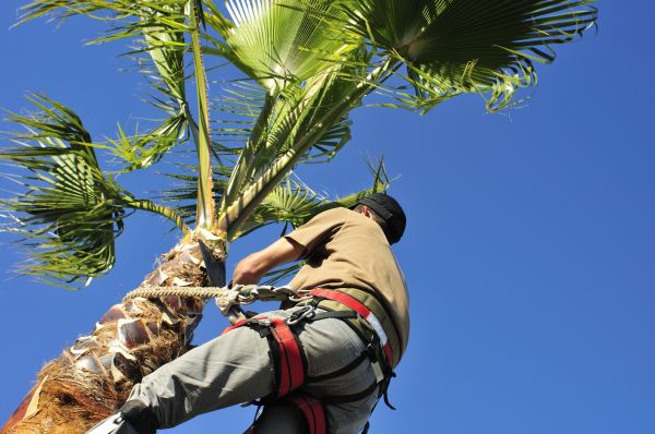 Palm Tree Trimming in Lithonia