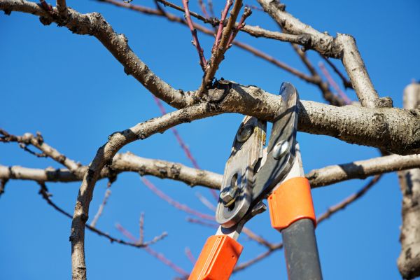 Residential Tree Service in Lithonia