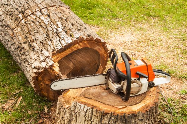 Tree Cutting Service in Lithonia