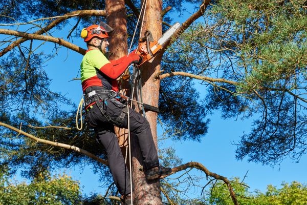 Tree Service in Lithonia