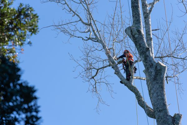 Cost of Tree Topping Service in Lithonia