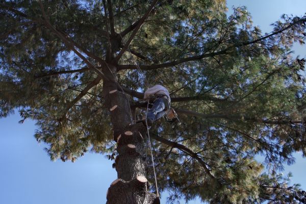 Cost of Trimming Service in Lithonia