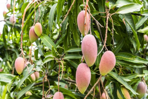 Cost of Mango Tree Trimming in Lithonia