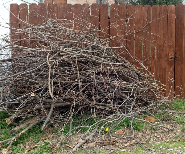 Cost of Dead Branch Removal in Lithonia