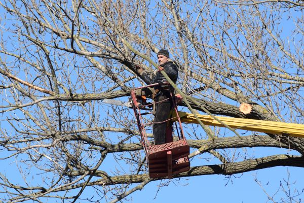 Cost of Emergency Tree Trimming in Lithonia