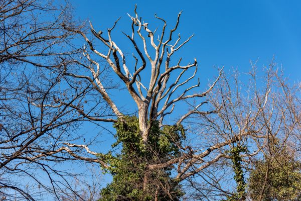 Cost of Deadwood Removal in Lithonia