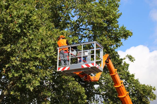 Commercial Tree Service in Lithonia