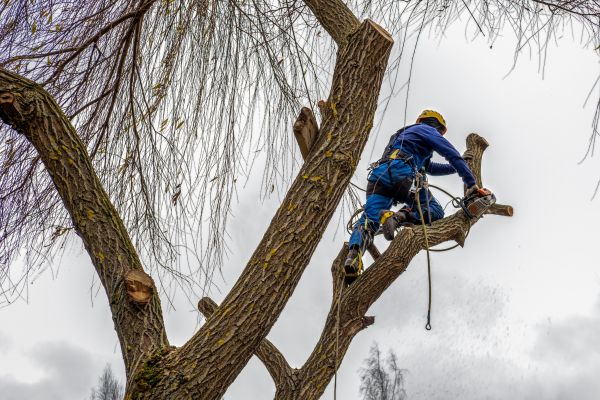 Cost of Tree Maintenance Service in Lithonia