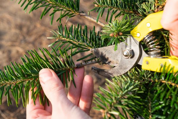Pine Tree Pruning in Lithonia