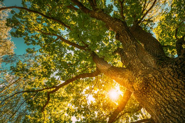 Oak Tree Pruning in Lithonia