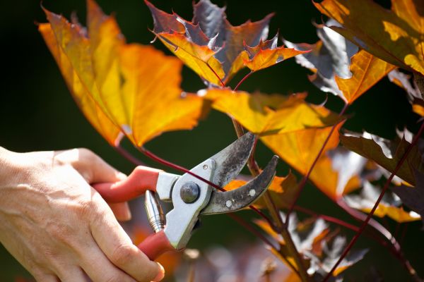 Maple Tree Pruning in Lithonia