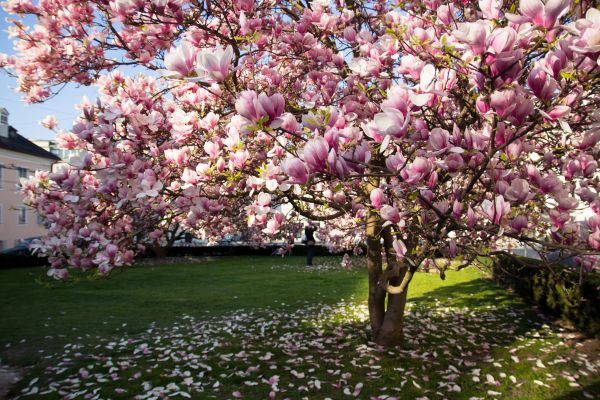 Cost of Magnolia Tree Pruning in Lithonia