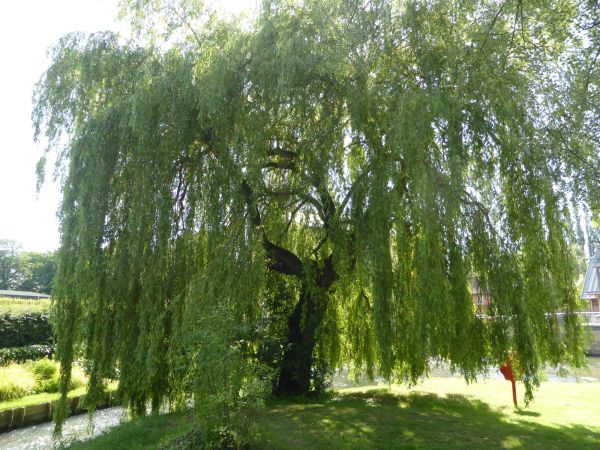Cost of Willow Tree Trimming in Lithonia