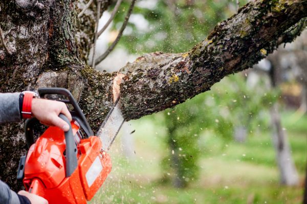 Tree Limbs Removal in Lithonia