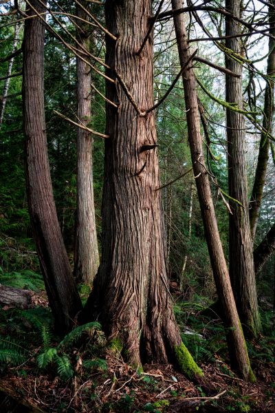 Cost of Cedar Tree Trimming in Lithonia