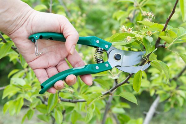 Pear Tree Pruning in Lithonia