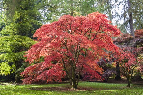 Japanese Maple Pruning in Lithonia