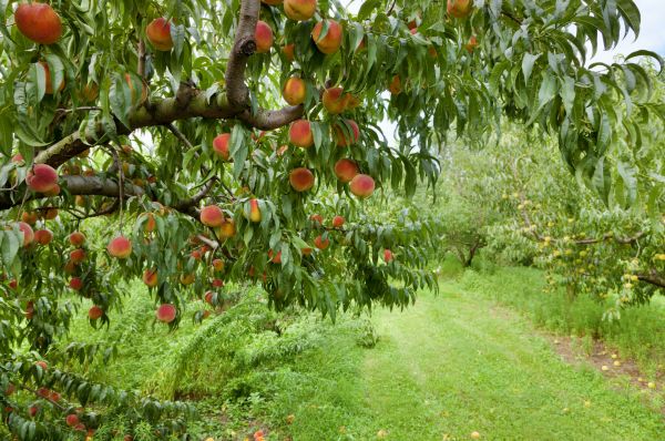 Peach Tree Pruning in Lithonia