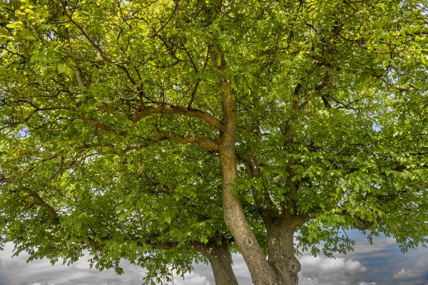 Cost of Walnut Tree Trimming in Lithonia