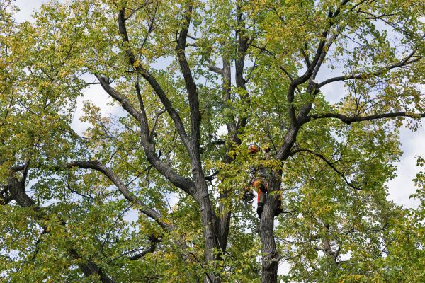 Cost of Tree Crown Shaping in Lithonia