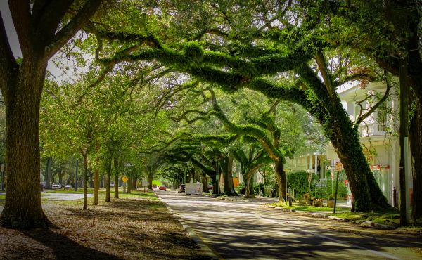 Cost of Tree Canopy Thinning in Lithonia