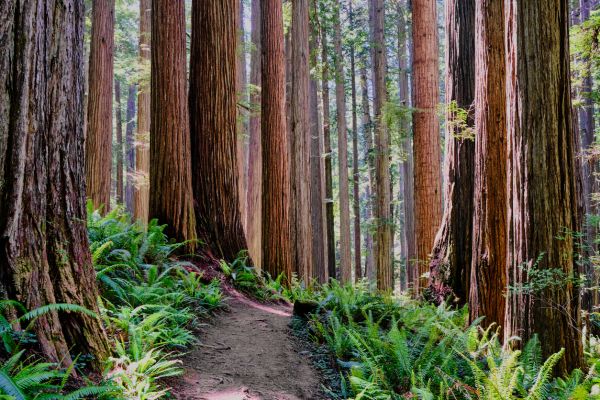 Cost of Redwood Tree Trimming in Lithonia