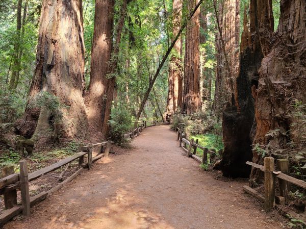 Cost of Redwood Tree Pruning in Lithonia