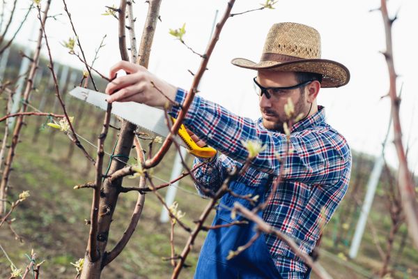 Cost of Orchard Tree Pruning in Lithonia