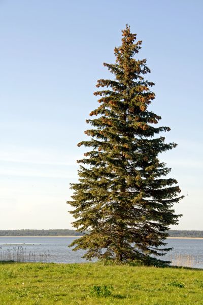 Cost of Spruce Tree Pruning in Lithonia