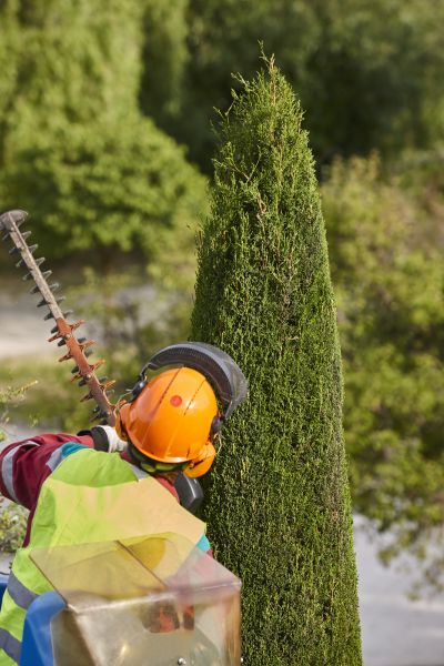 Cost of Cypress Tree Trimming in Lithonia