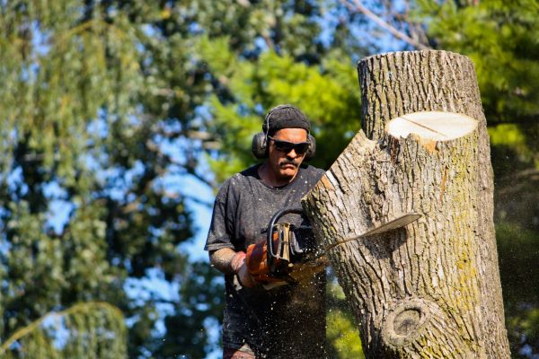Cost of Ash Tree Pruning in Lithonia