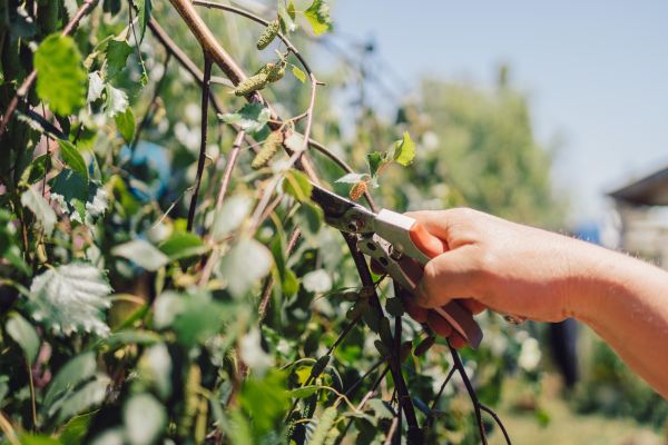 Cost of Birch Tree Pruning in Lithonia