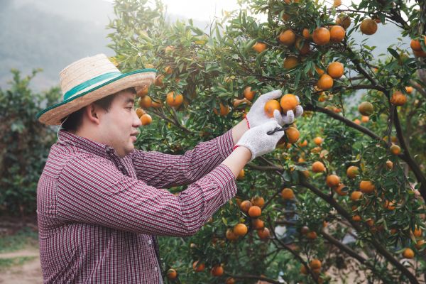 Cost of Orange Tree Pruning in Lithonia
