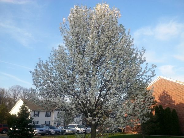 Cost of Bradford Pear Tree Pruning in Lithonia