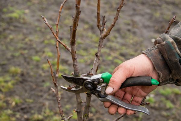 Pear Trees Pruning in Lithonia