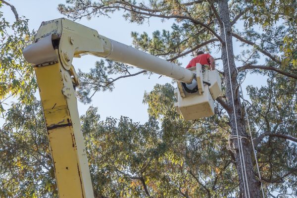 Cost of Limbs Trimming in Lithonia