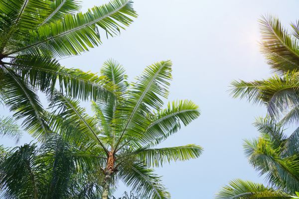 Cost of Queen Palm Tree Trimming in Lithonia