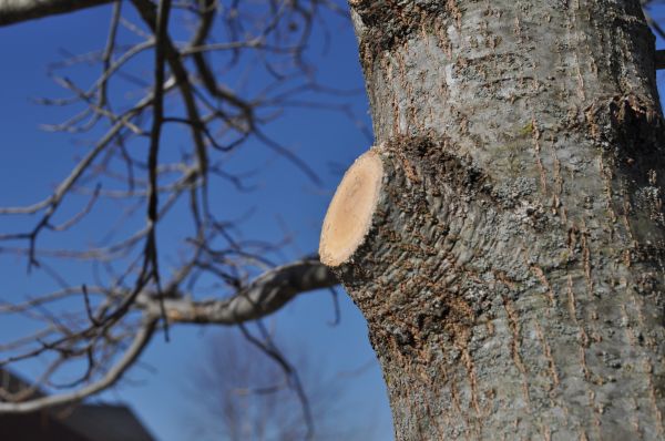 Cost of Limb Pruning in Lithonia