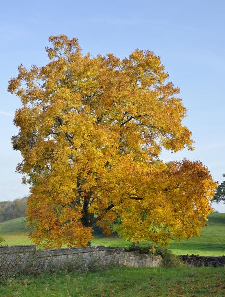 Cost of Hickory Tree Trimming in Lithonia