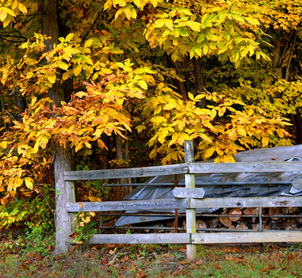 Cost of Hickory Tree Pruning in Lithonia