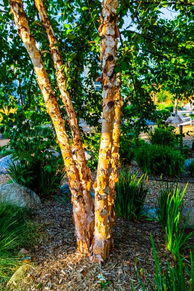 Cost of River Birch Trimming in Lithonia