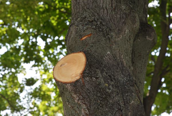 Cost of Limb Cutting in Lithonia