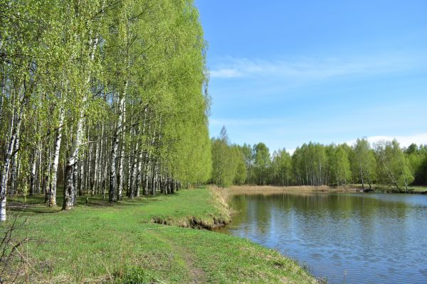 Cost of River Birch Pruning in Lithonia