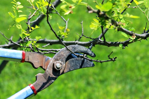 Cost of Branches Pruning in Lithonia