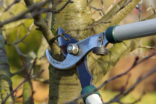 Cost of Tree Limb Trimming Service in Lithonia