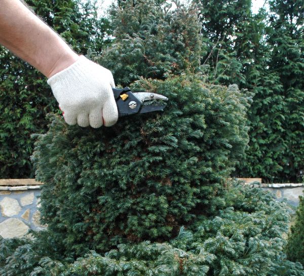Cost of Ornamental Tree Trimming in Lithonia