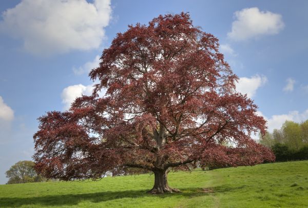 Cost of Beech Tree Pruning in Lithonia